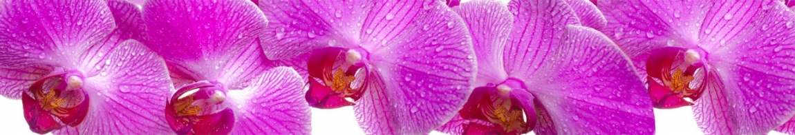 skinali 0909